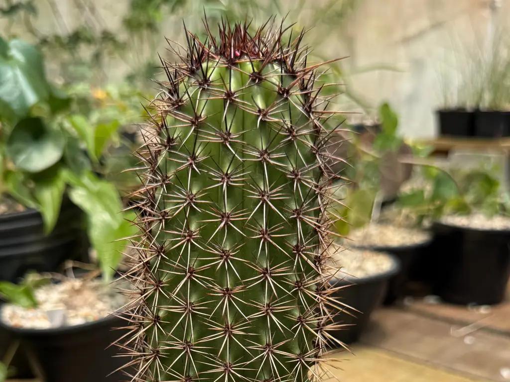 Imagem de um jardim sustentável com várias plantas nativas