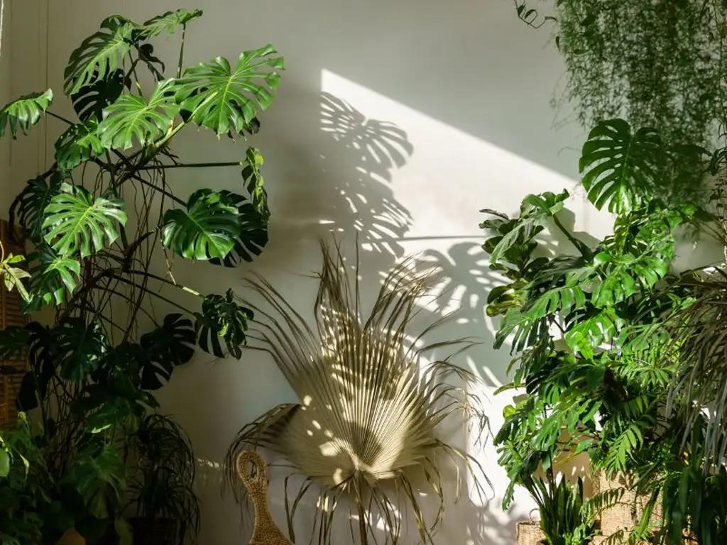 Jardim com plantas nativas brasileiras
