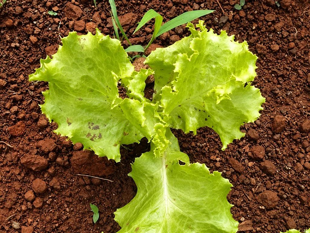 Folhas Amarelas na Horta e R$ 9 de Ureia: o que Mudou em Duas Semanas